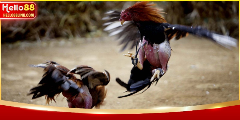 Các kiểu thi đấu kê phòng phổ biến