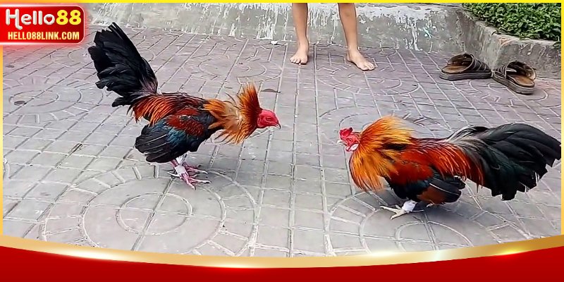 Cái nhìn sơ lược về loại gà Mỹ đá