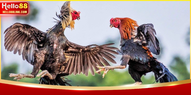 Phân loại các hình thức thi đấu gà phổ biến