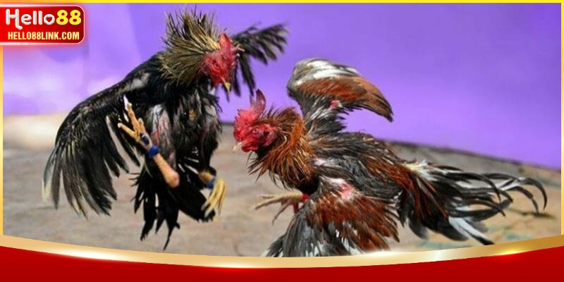 Phương pháp nhận biết chiến kê giống tốt