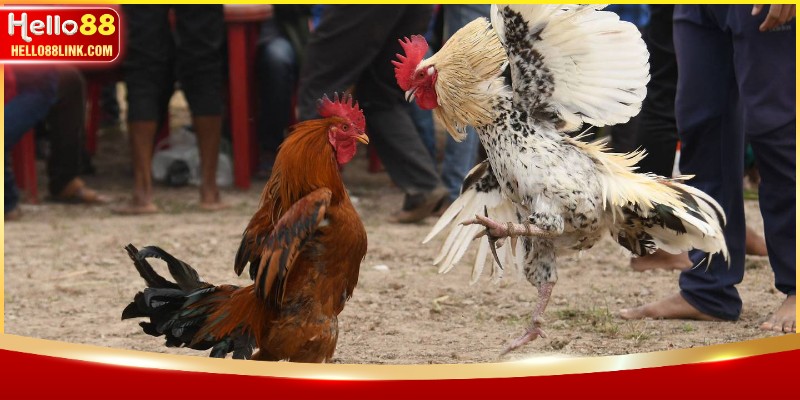 Phương pháp soi kèo chuẩn xác dành cho người mới