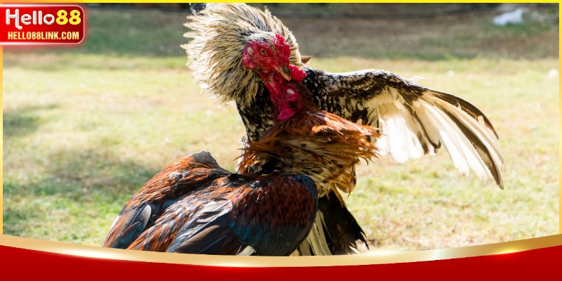 Quy tắc phân định thắng thua trong đá gà