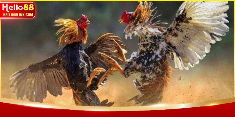 Quy trình đặt cược các trận đấu gà kịch tính