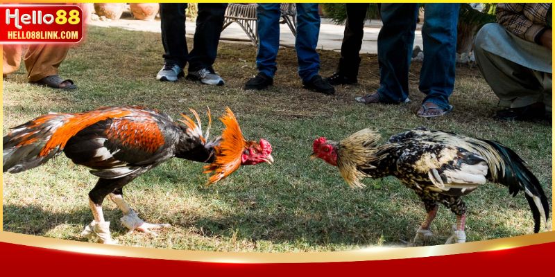 Sảnh đá gà HELLO88 sở hữu nhiều tính năng vượt trội