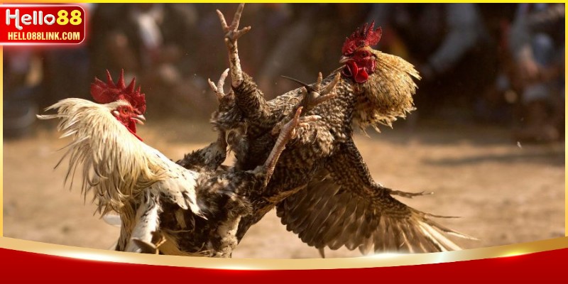 Sức hút khó cưỡng của đá gà cựa dao