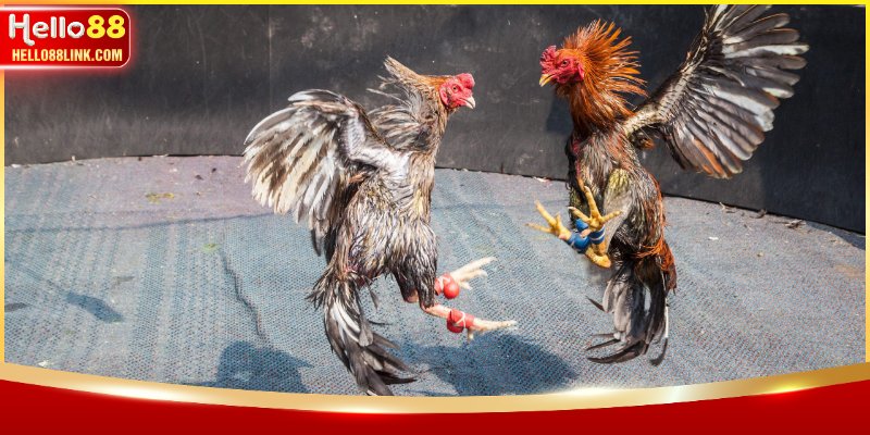 Tìm hiểu về hình thức đá gà Thomo hôm nay